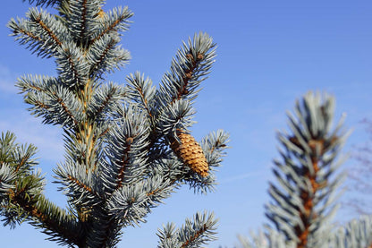 Picea pungens Glauca Group op stam kegel