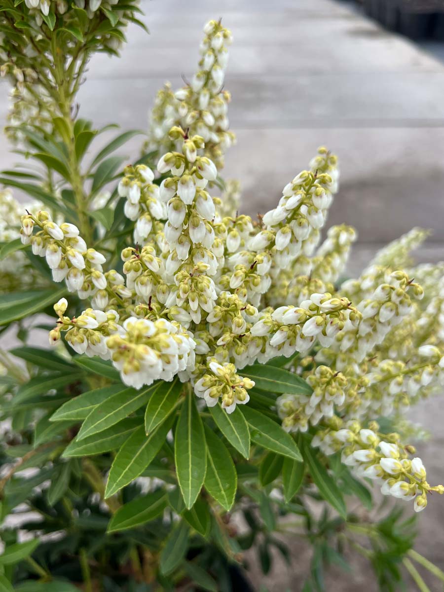 Pieris japonica 'Debutante' bloem