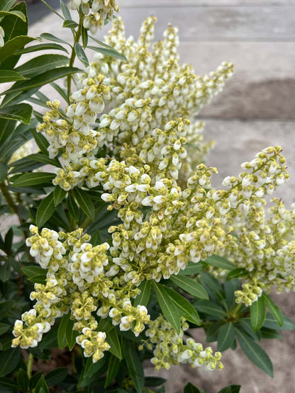 Pieris japonica 'Debutante' bloesem