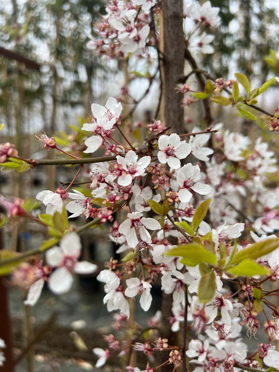 Prunus cerasifera 'Hessei' op stam bloesem