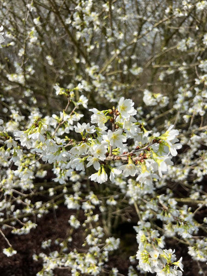 Prunus incisa 'Fujiyama' meerstammig / struik bloesem