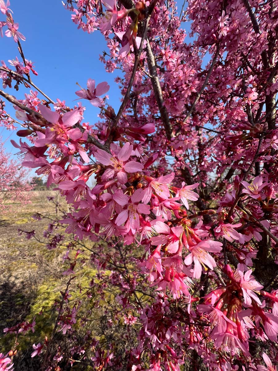 Prunus 'Okame' op stam bloesem