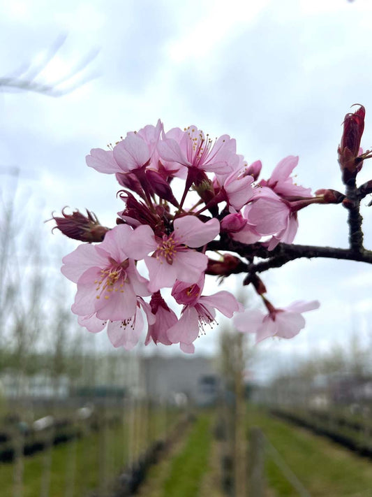 Prunus sargentii 'Rancho' solitair bloem