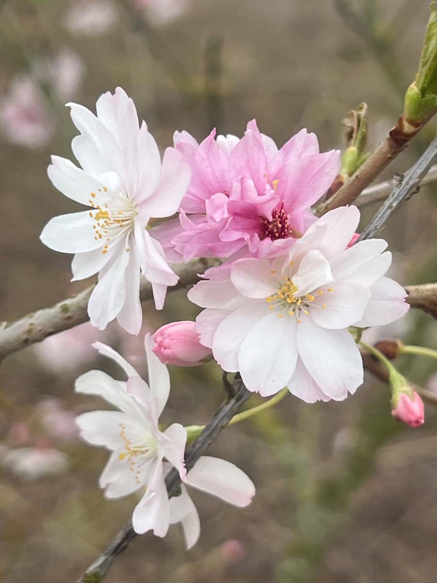 Prunus subhirtella 'Autumnalis' haagplant bloem