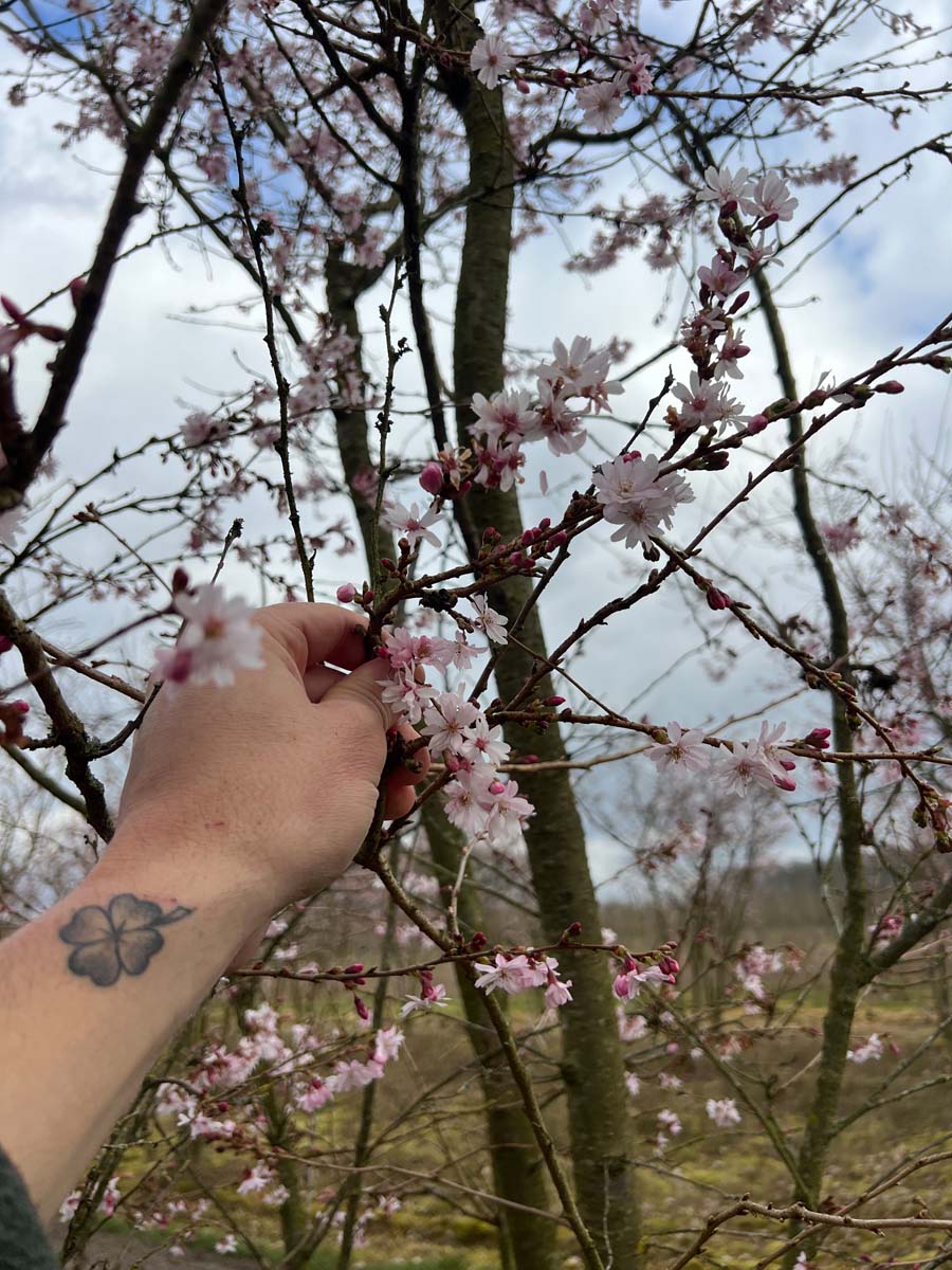 Prunus subhirtella 'Autumnalis Rosea' haagplant bloem