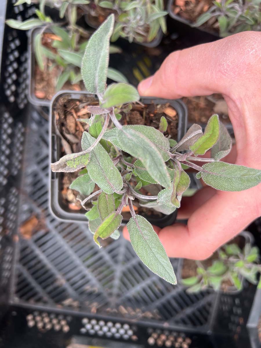 Salvia officinalis P9