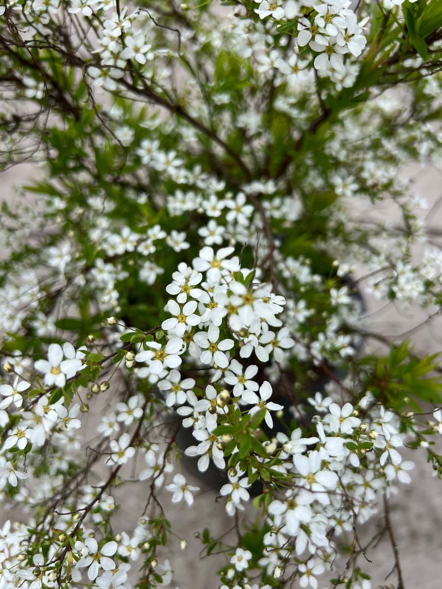 Spiraea thunbergii haagplant bloesem