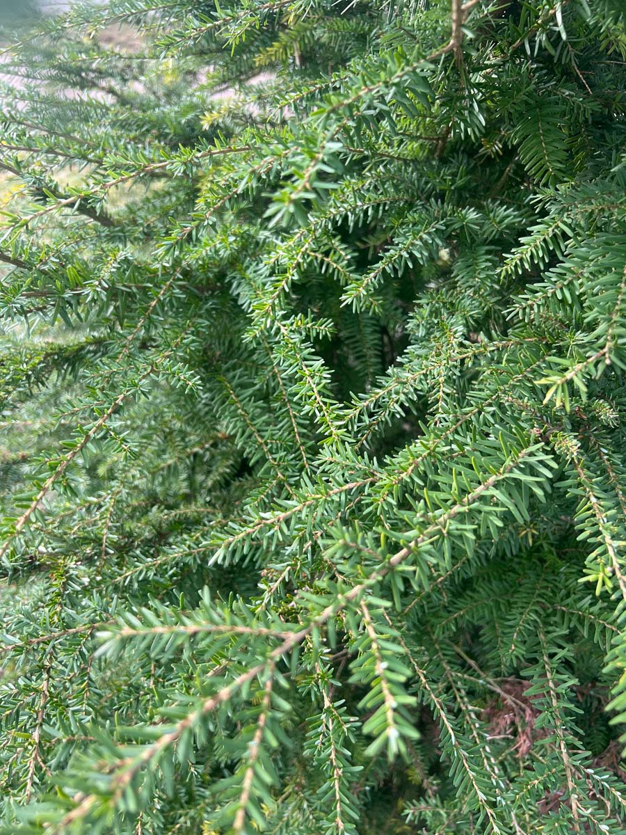 Tsuga heterophylla op stam twijg