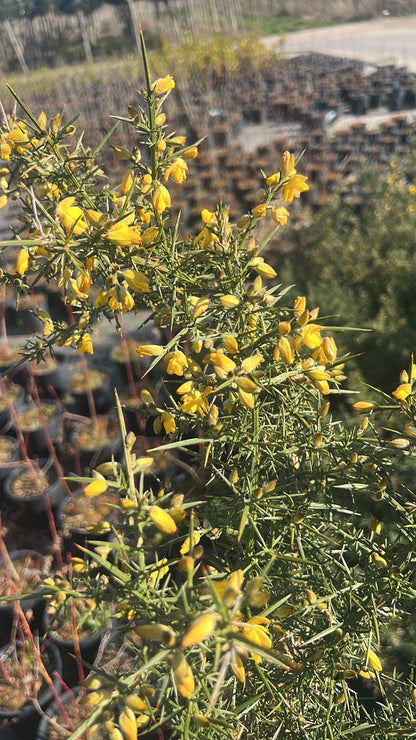 Ulex europaeus meerstammig / struik bloem