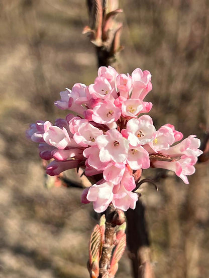 Viburnum bodnantense 'Charles Lamont' Tuinplanten bloem