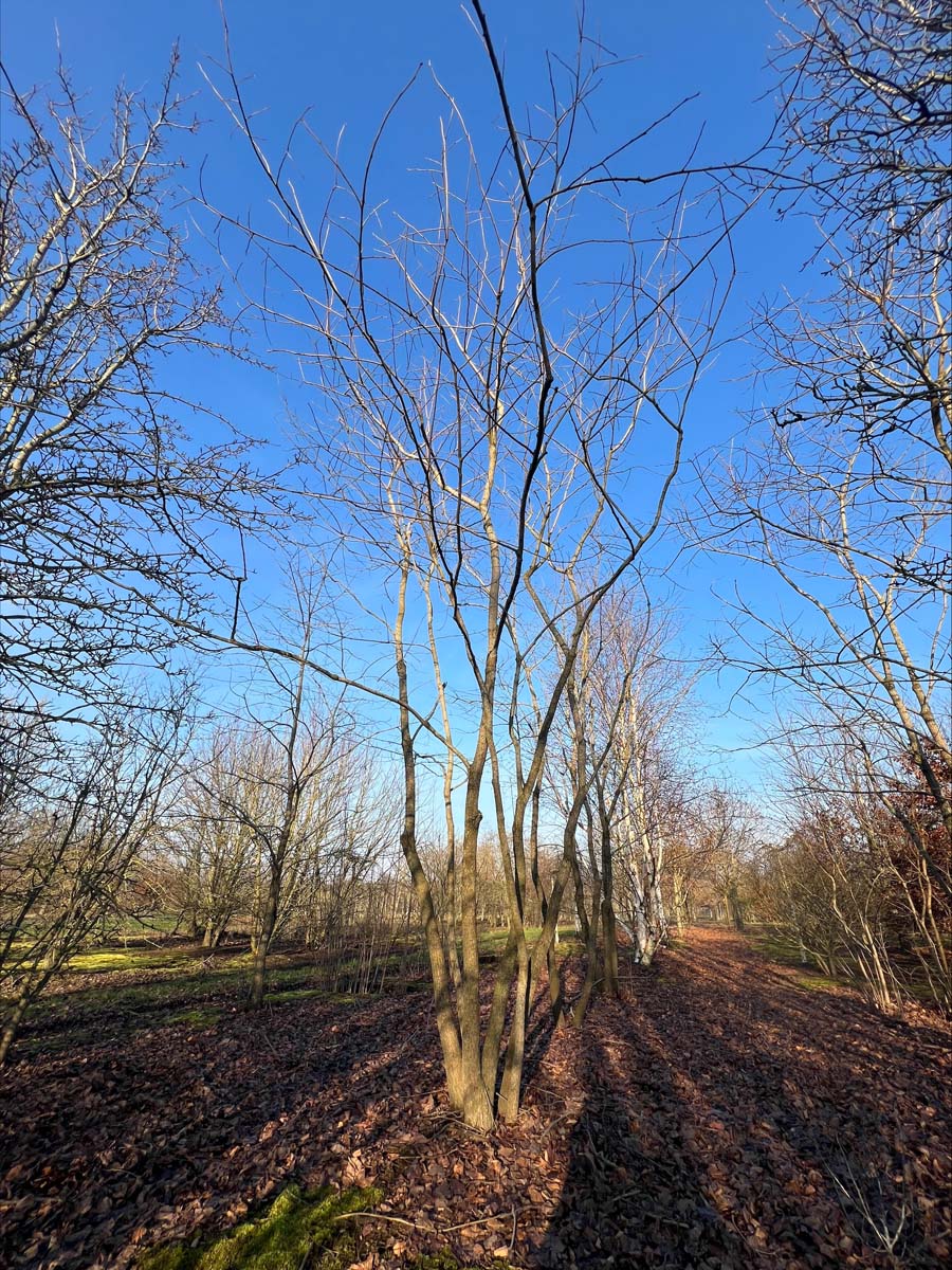 Diospyros virginiana meerstammig / struik mmerstammig