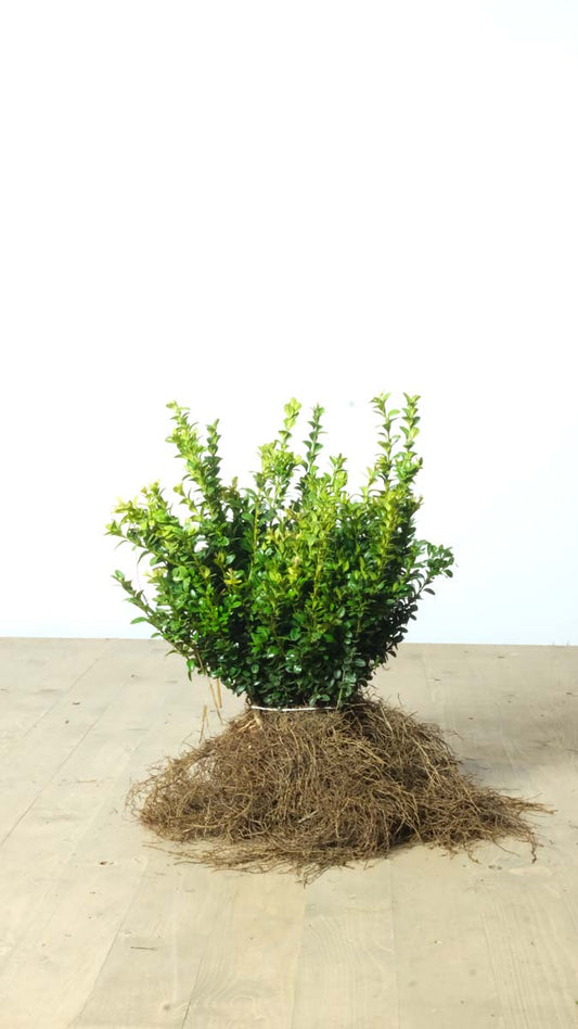 Buxus sempervirens Tuinplanten tuinplanten