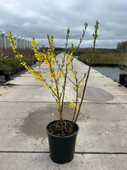 Forsythia intermedia 'Spectabilis' Tuinplanten tuinplanten