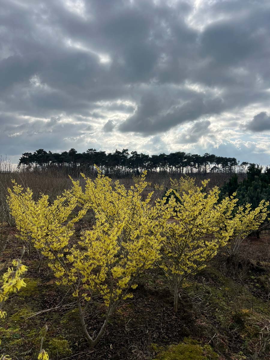 Hamamelis vernalis 'Amethyst' meerstammig / struik struik
