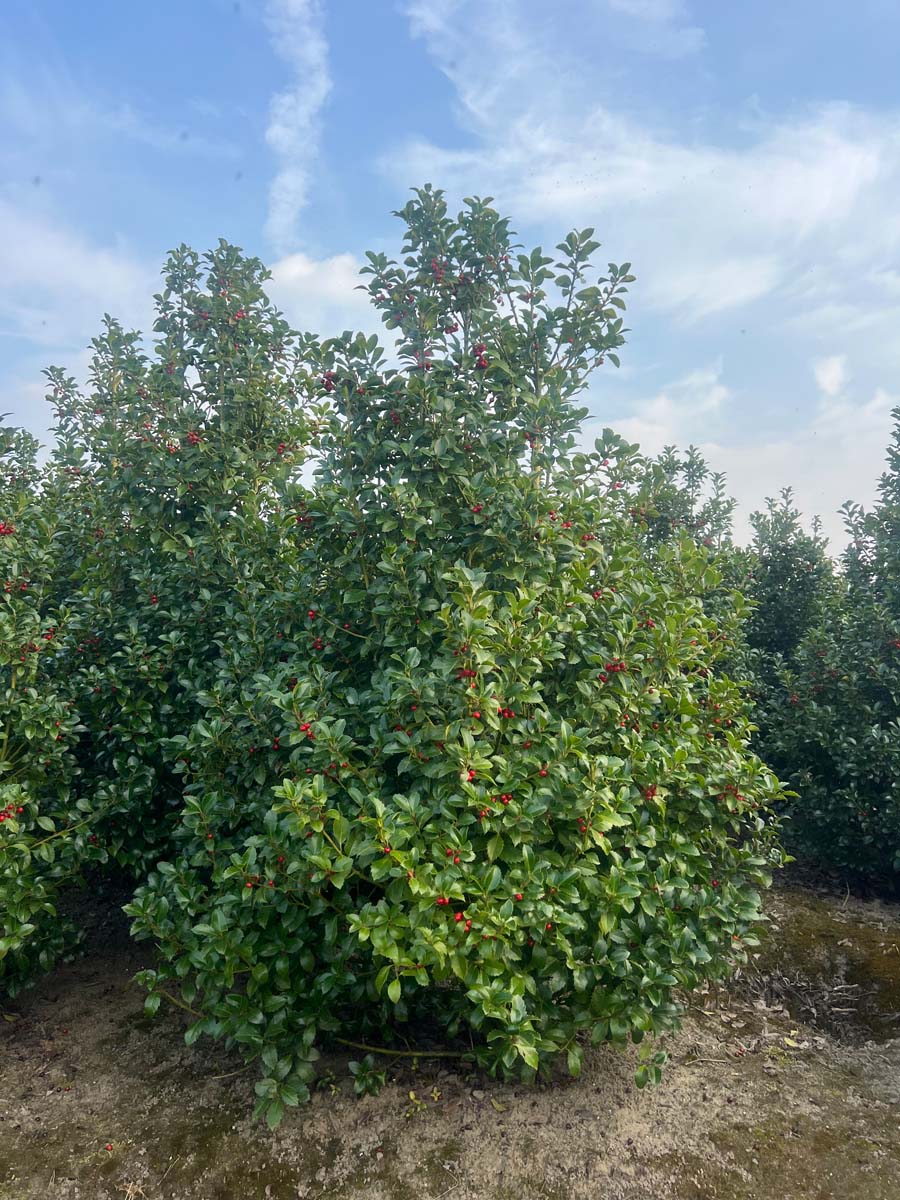 Ilex meserveae 'Hachfee' meerstammig / struik struik