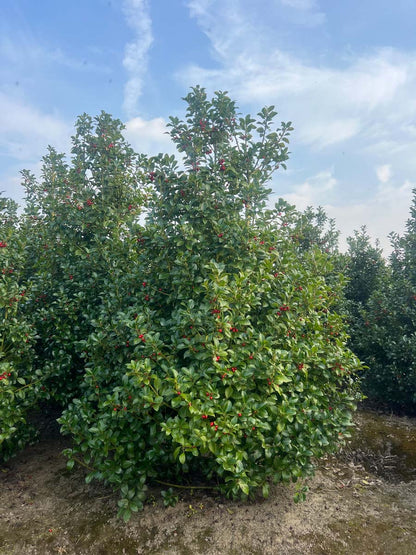 Ilex meserveae 'Hachfee' meerstammig / struik struik