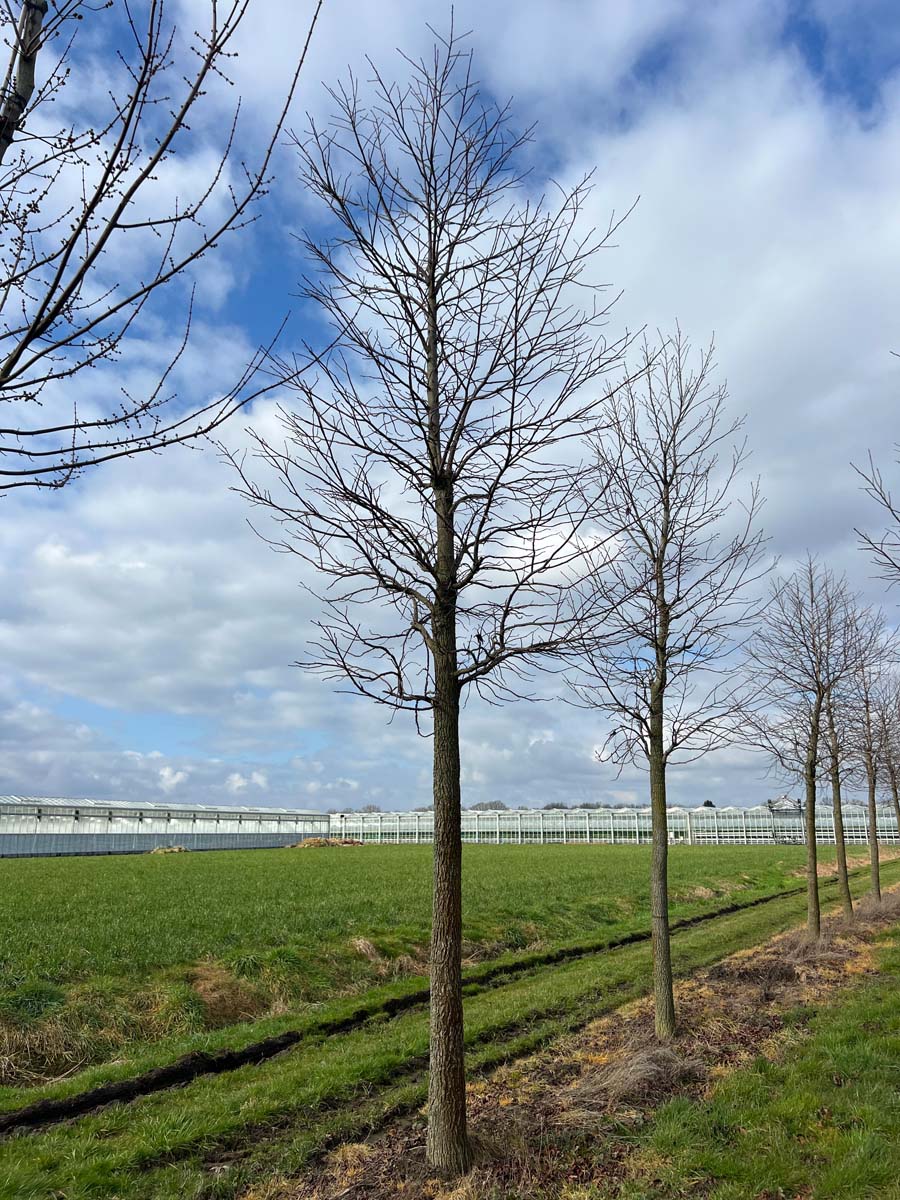 Liquidambar styraciflua op stam op stam