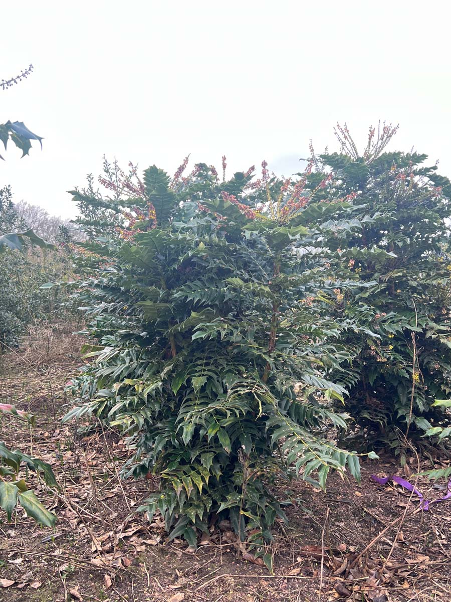 Mahonia japonica meerstammig / struik struik