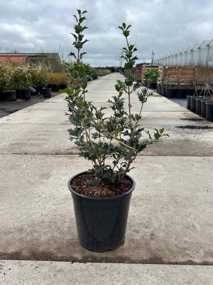 Osmanthus heterophyllus Tuinplanten tuinplanten