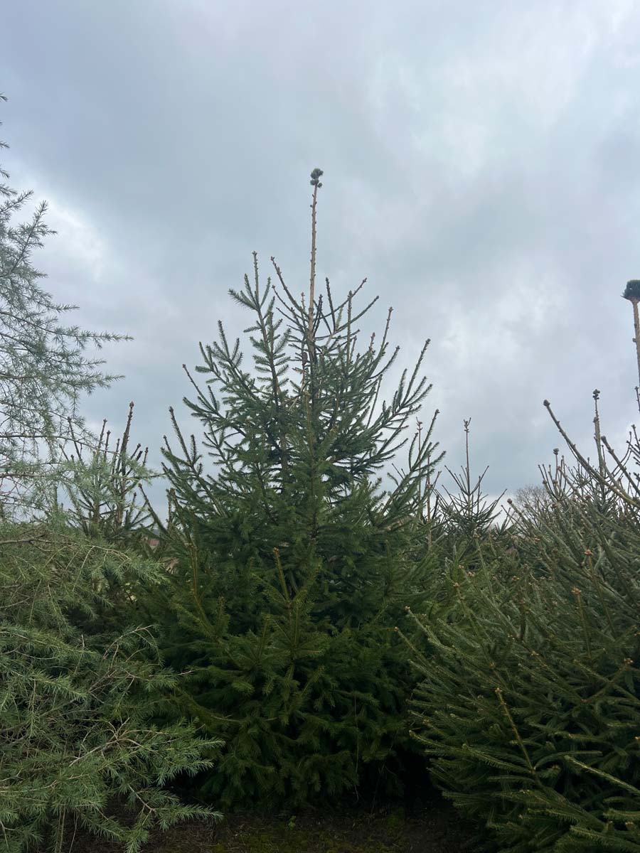 Picea abies solitair