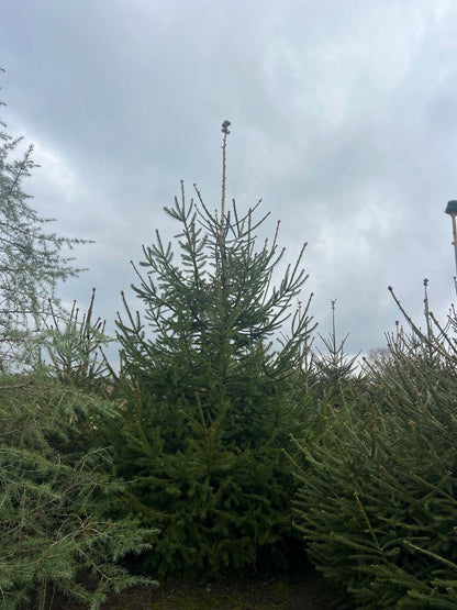 Picea abies solitair