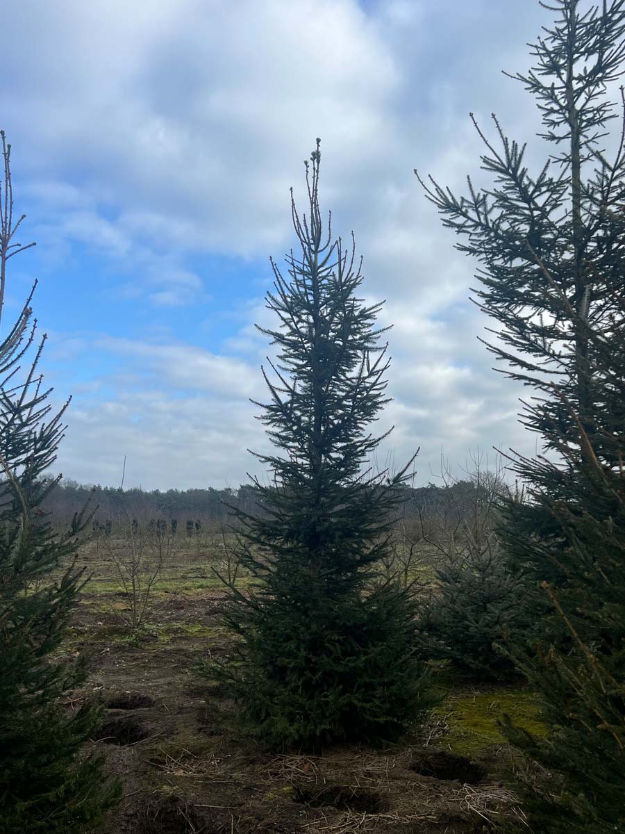 Picea abies solitair