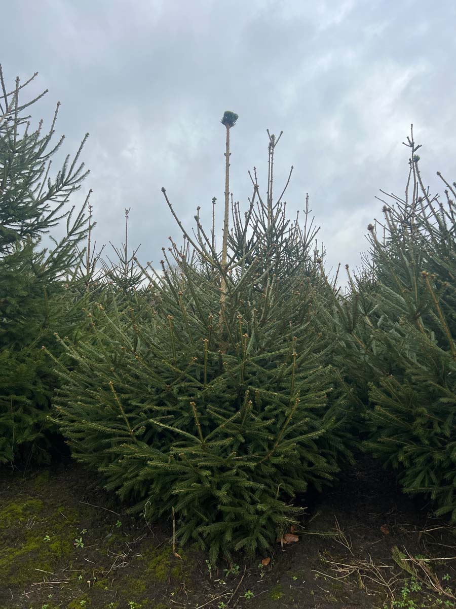 Picea abies solitair