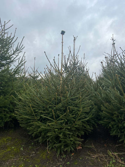 Picea abies solitair