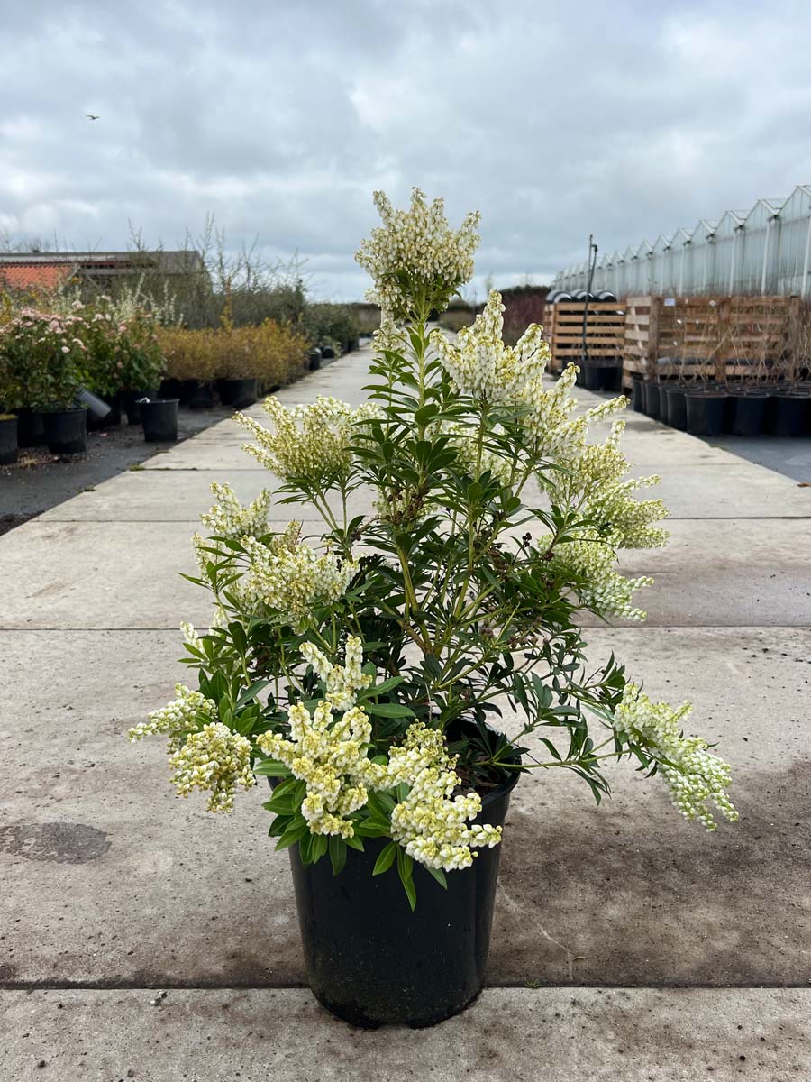 Pieris japonica 'Debutante' tuinplanten