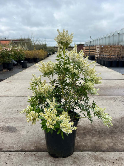 Pieris japonica 'Debutante' tuinplanten
