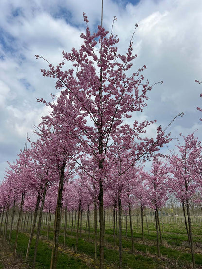 Prunus 'Accolade' op stam op stam