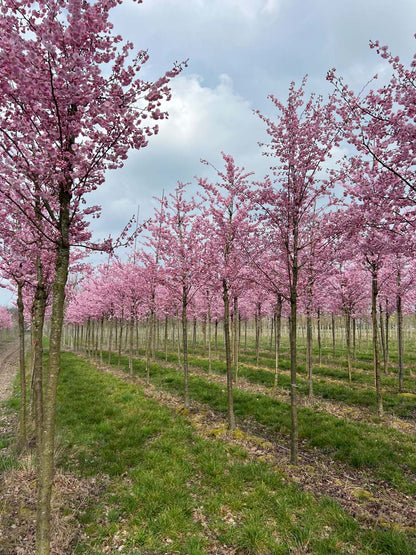 Prunus 'Accolade' op stam op stam