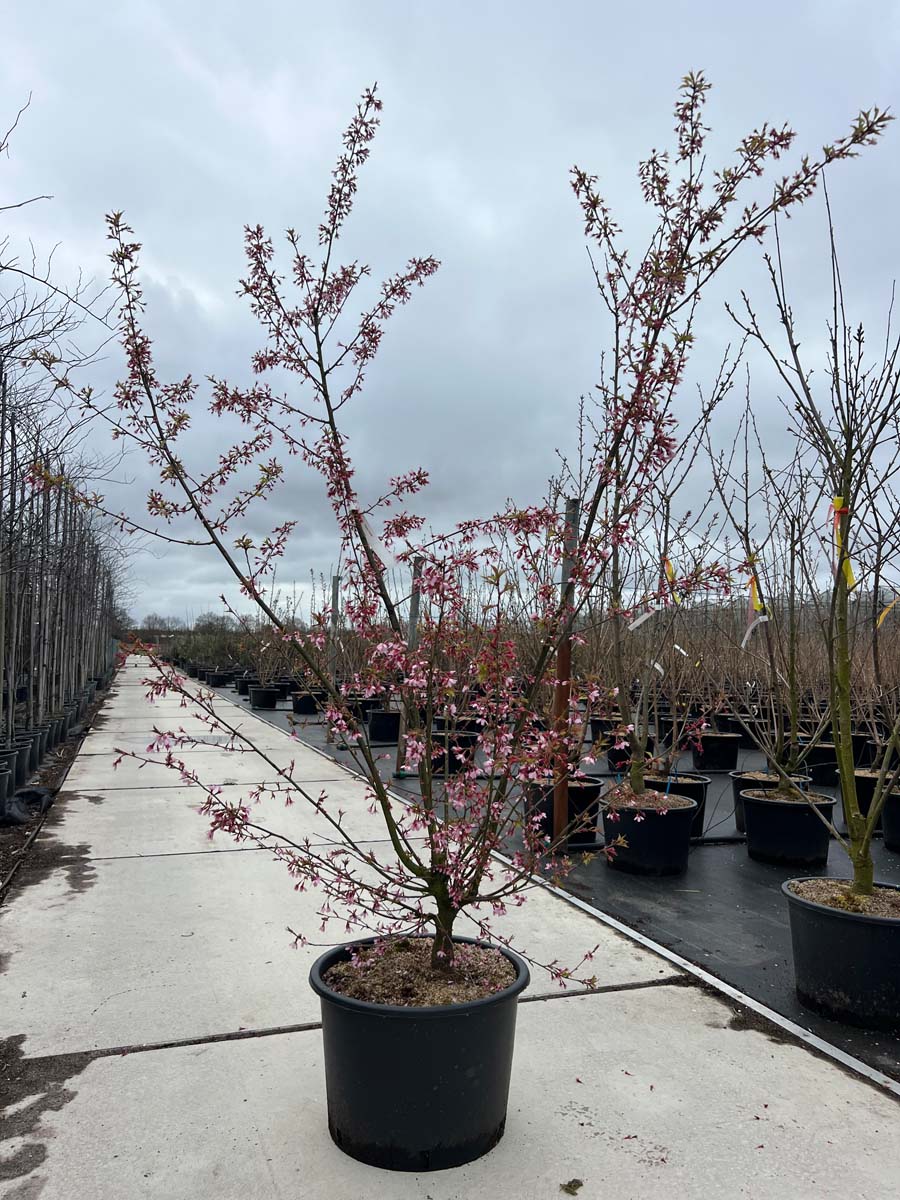 Prunus 'Okame' Tuinplanten tuinplanten