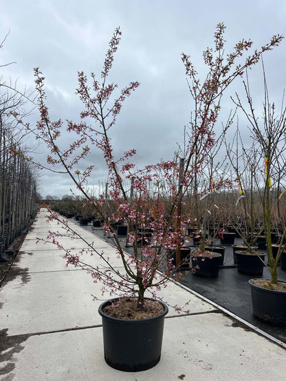 Prunus 'Okame' Tuinplanten tuinplanten