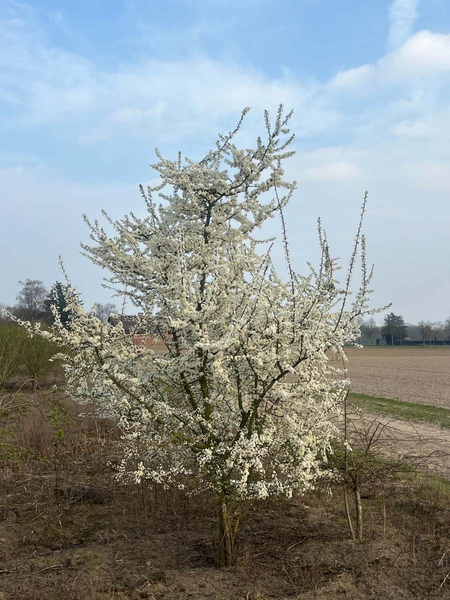 Prunus spinosa meerstammig / struik struik