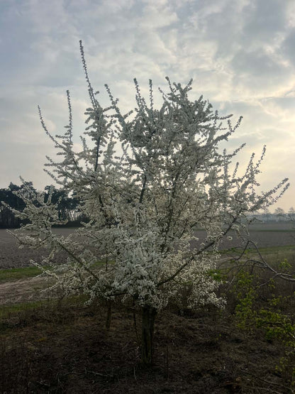 Prunus spinosa meerstammig / struik struik