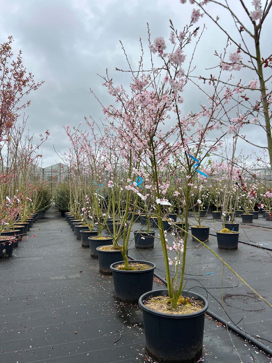 Prunus subhirtella 'Autumnalis' Tuinplanten tuinplanten