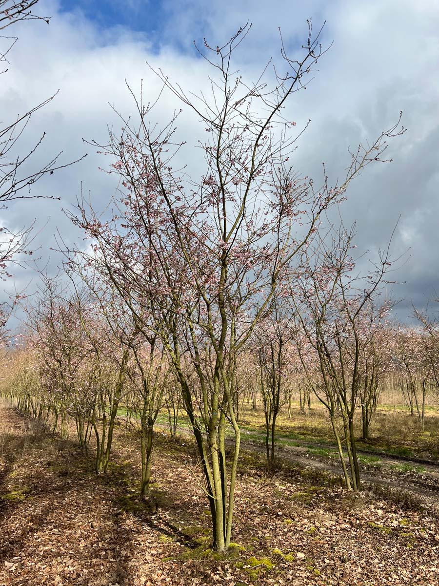 Prunus subhirtella 'Autumnalis Rosea' meerstammig / struik meerstammig