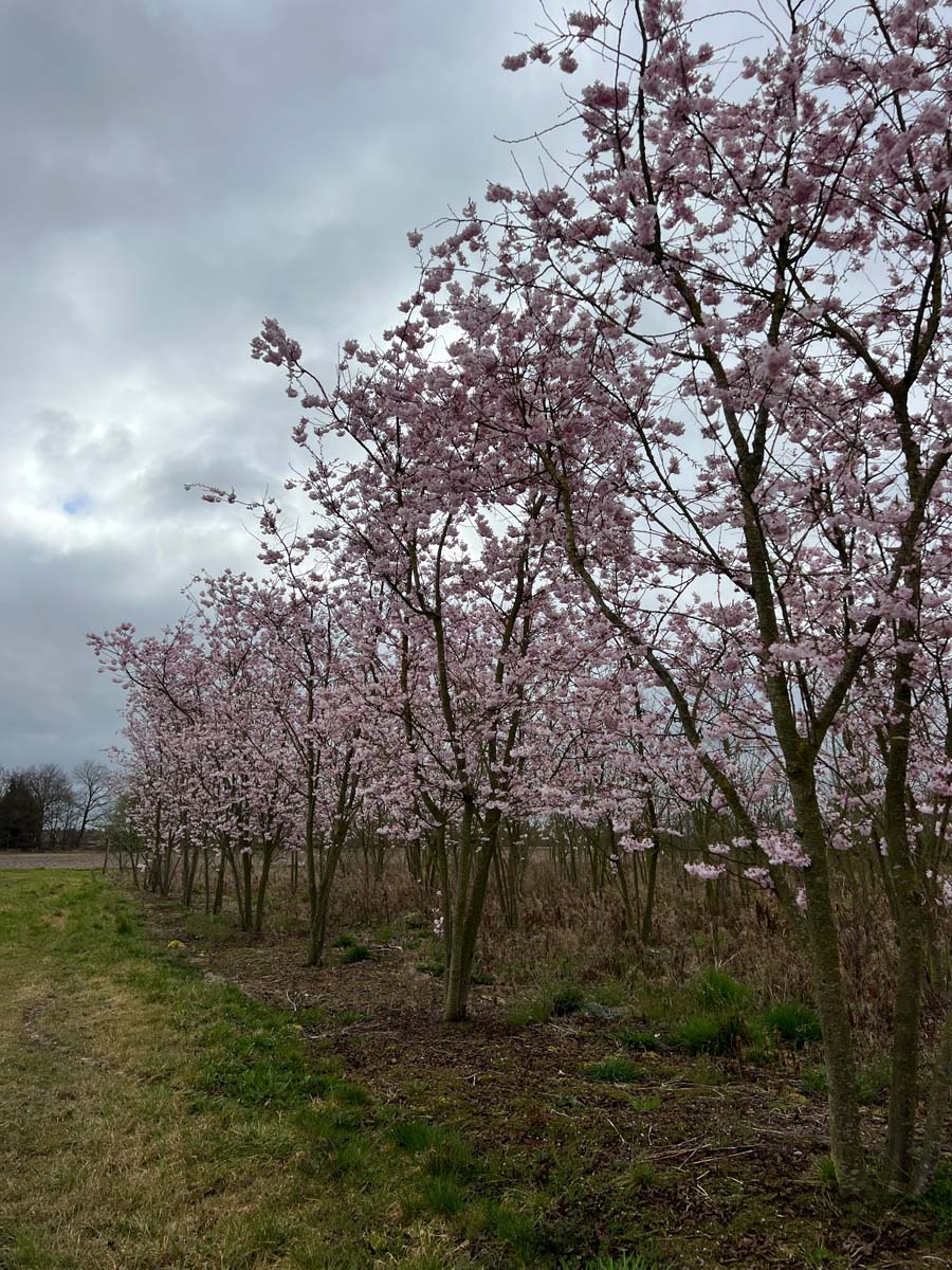 Prunus subhirtella 'Autumnalis Rosea' meerstammig / struik meerstammig
