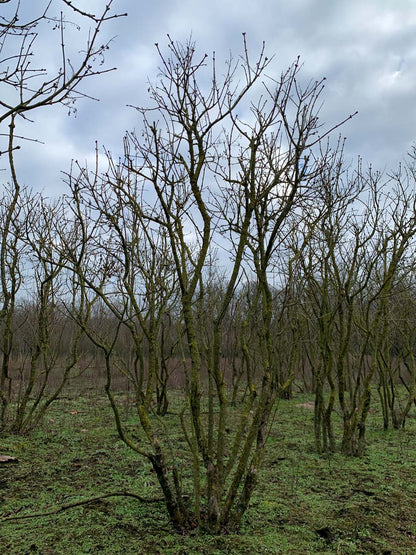 Syringa vulgaris 'Prof. Hoser' meerstammig / struik struik
