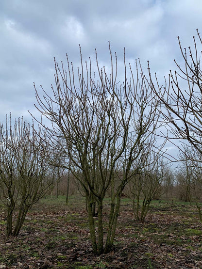 Syringa vulgaris 'Prof. Hoser' meerstammig / struik struik