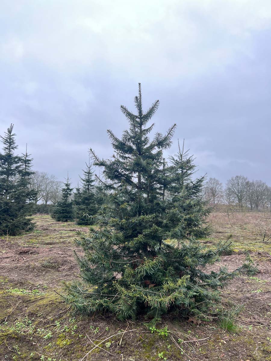 ABIGRAND300-350DRSOLw150200 hoogte 300-350