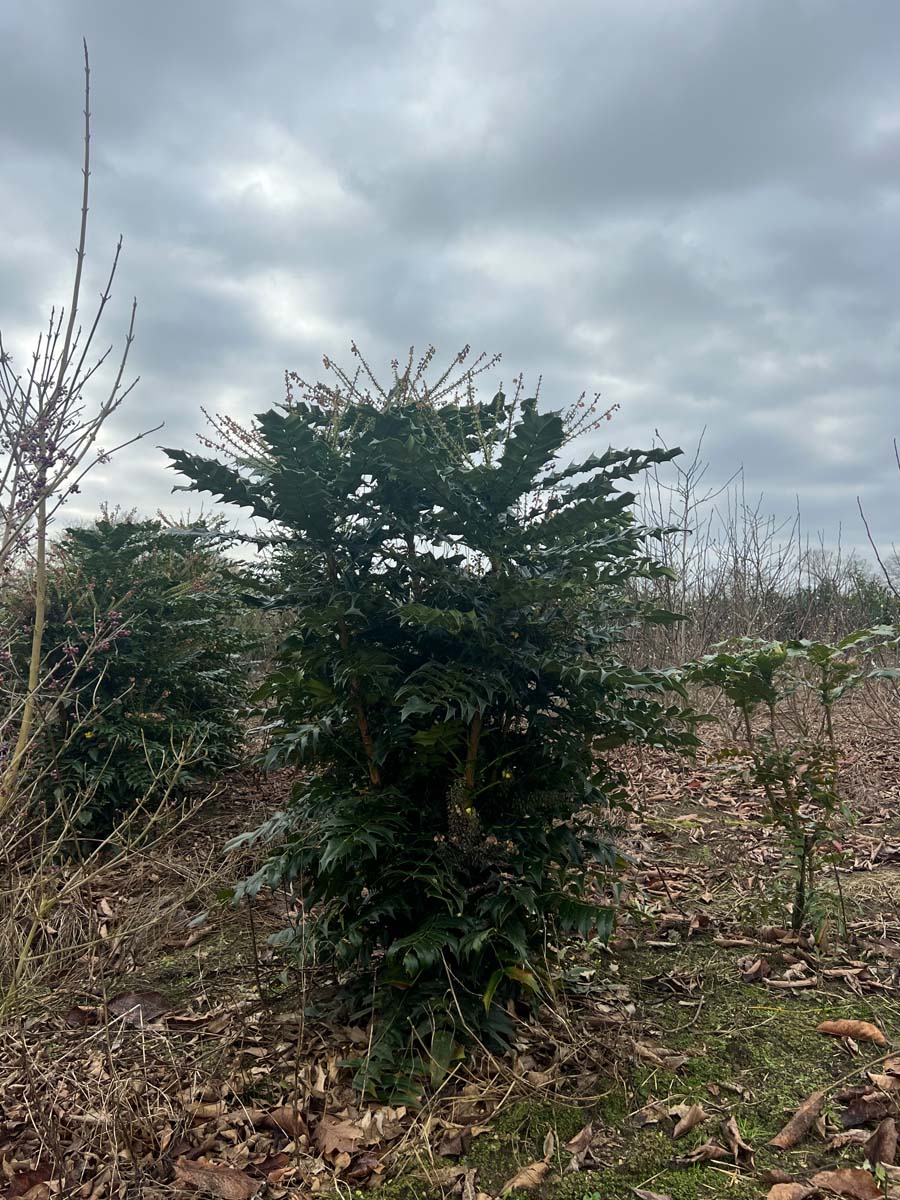 MAMCHARI100-125KLSTR hoogte 100-125