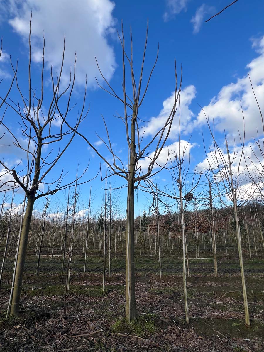 PATOMENT50-60HODR stamomtrek 50-60