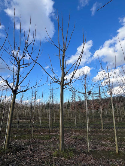 PATOMENT50-60HODR stamomtrek 50-60