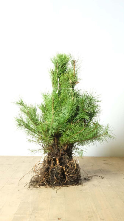 PISYLVES40-60WPLANTSOE hoogte 40-60