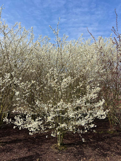 PRIFUJIY250-300DRSTRw150200 hootr