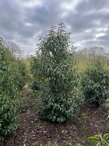 PRULANGU150-175DRSTR hoogte 150-175