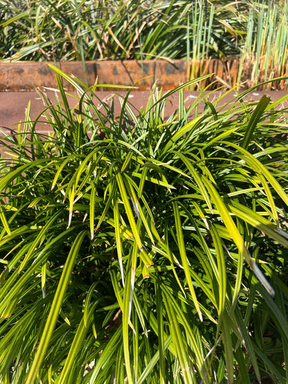 Carex morrowii 'Irish Green' blad