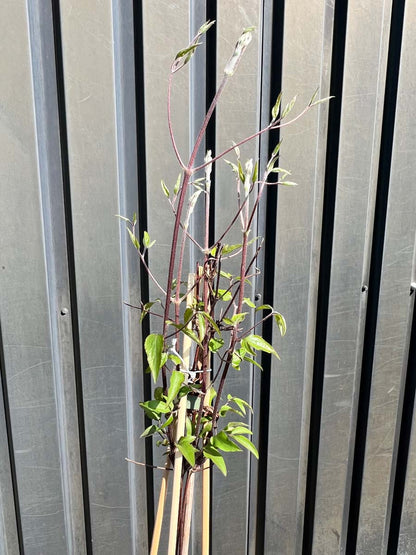 Clematis 'Hagley Hybrid' blad